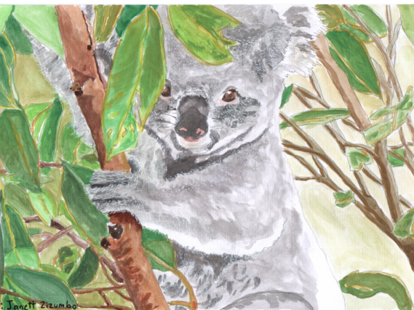 El Koala (The&nbsp;Koala)